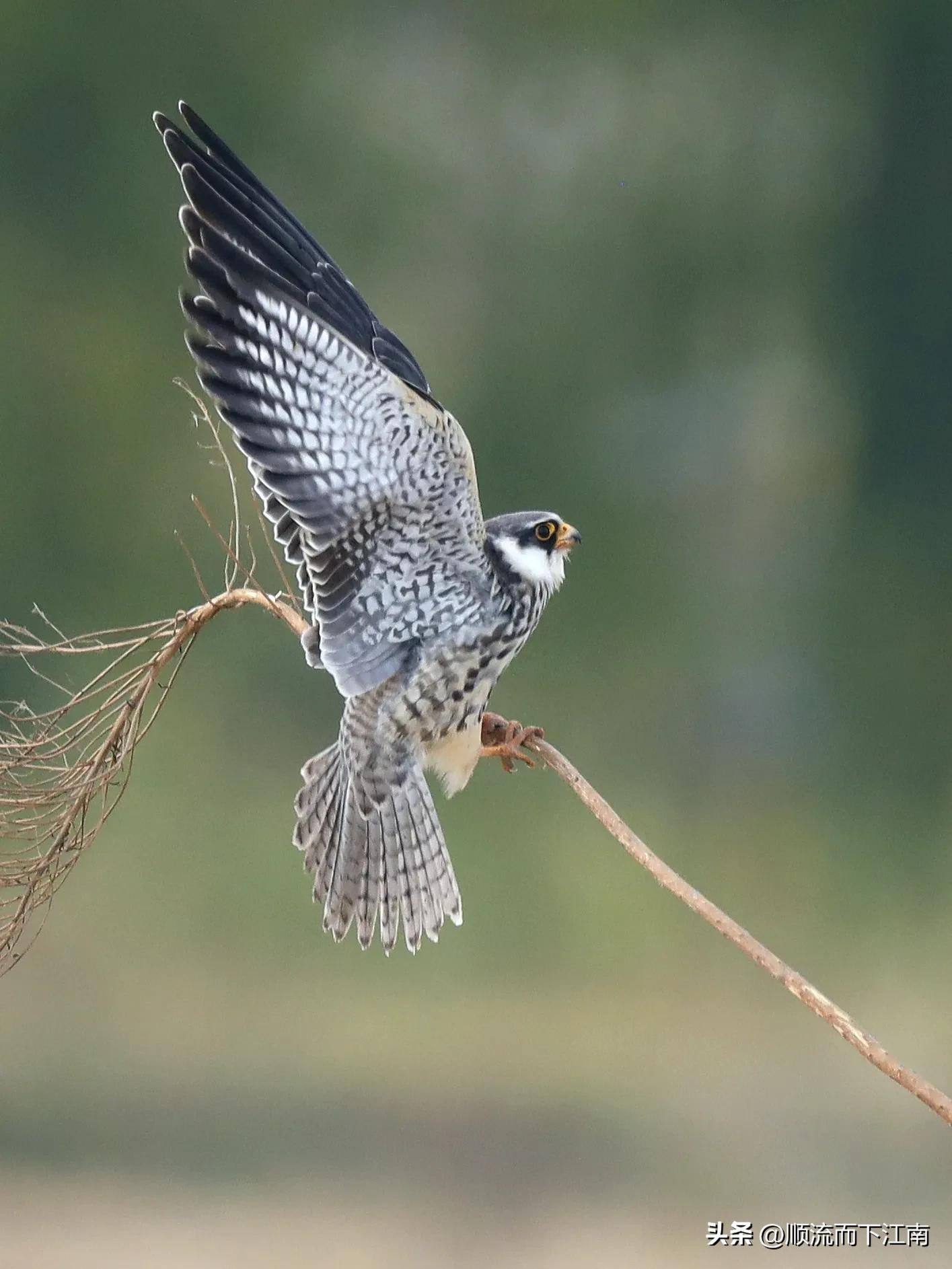 红脚隼叫声,红脚隼
