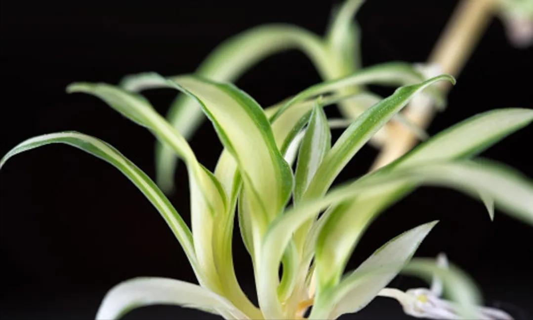 油画吊兰可以用水养吗,吊兰用水养浇啥肥料