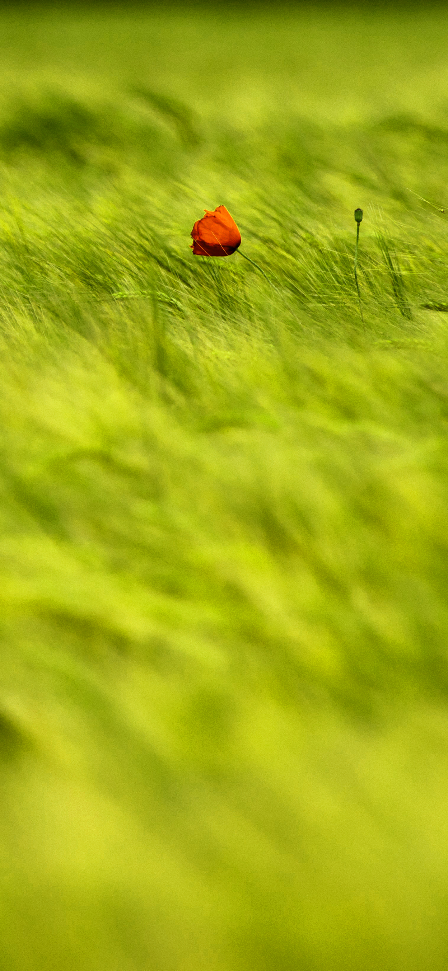 苹果专用壁纸全屏花,花图片壁纸高清全屏