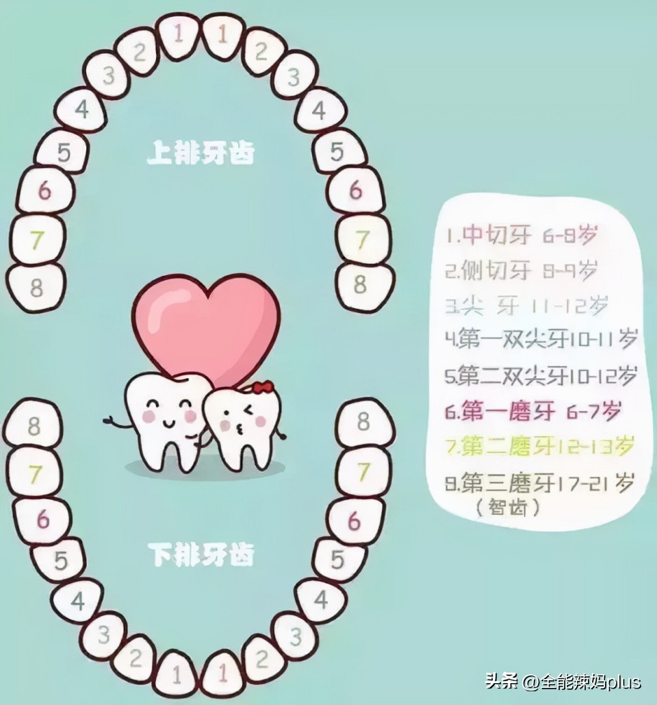 孩子换牙一般到几岁结束,换牙顺序表告诉你孩子换牙时间
