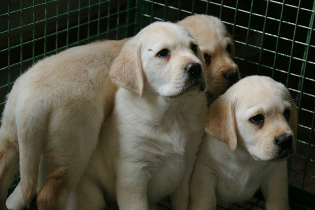 拉布拉多身上长癣怎么办？出现的原因是什么？我们应该怎么办？