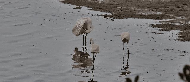 最震撼的红树林,最不真实的红树林