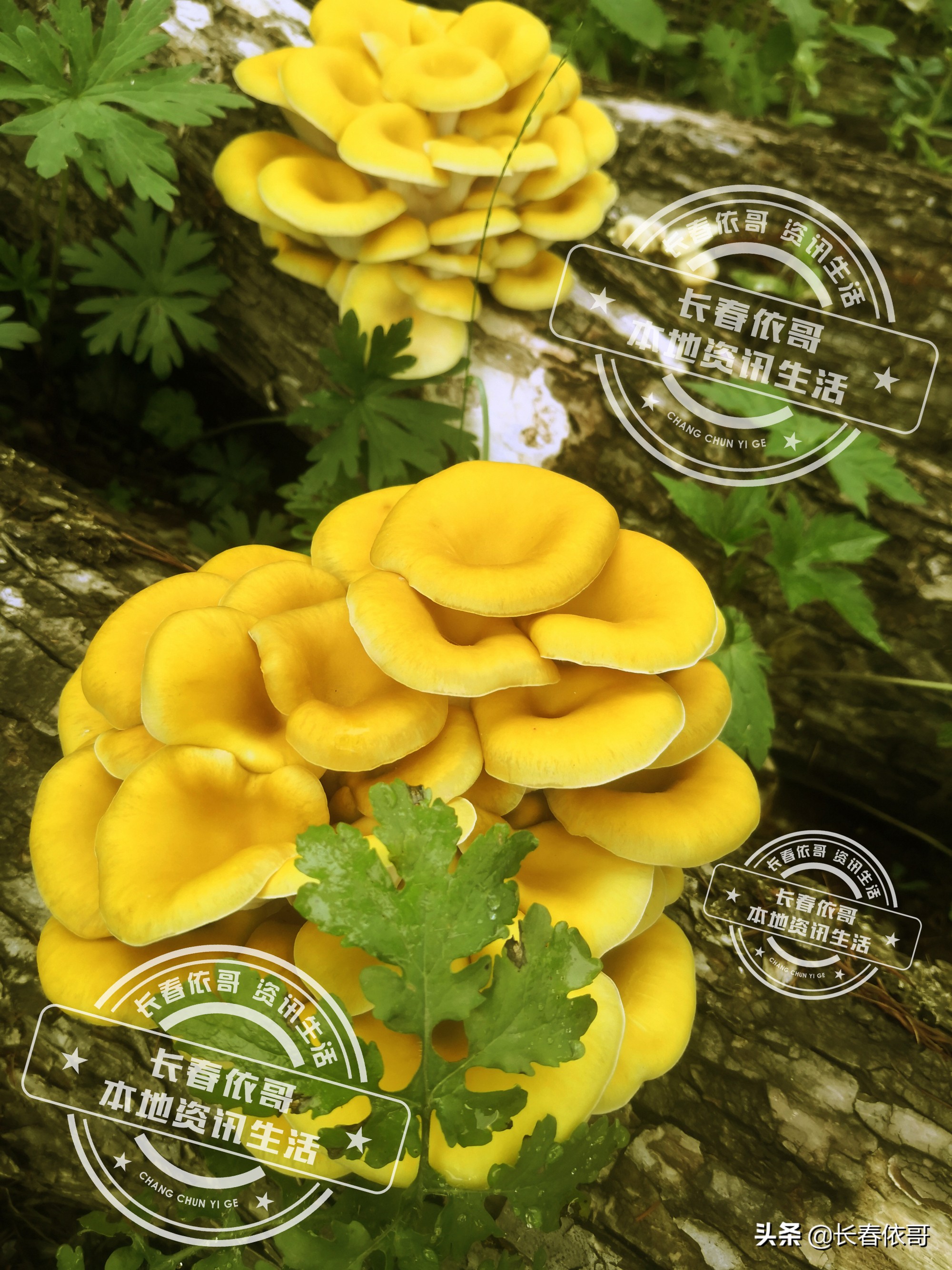 东北榛蘑排名前十的蘑菇,山珍长白山特产榆黄蘑