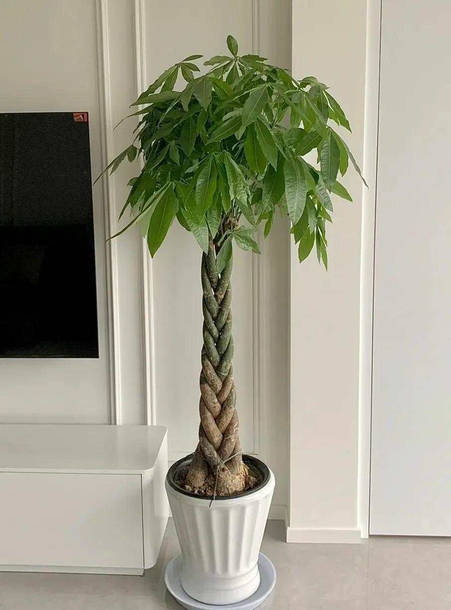 新家养什么花可以除甲醛,吸甲醛最快的4种花图片