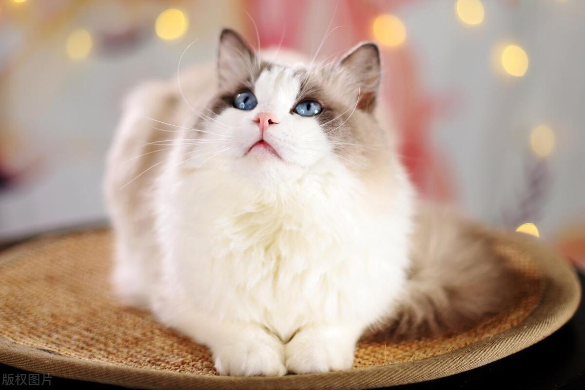 猫咪被粘苍蝇的胶粘到怎么洗掉,猫咪粘到老鼠贴怎么弄干净