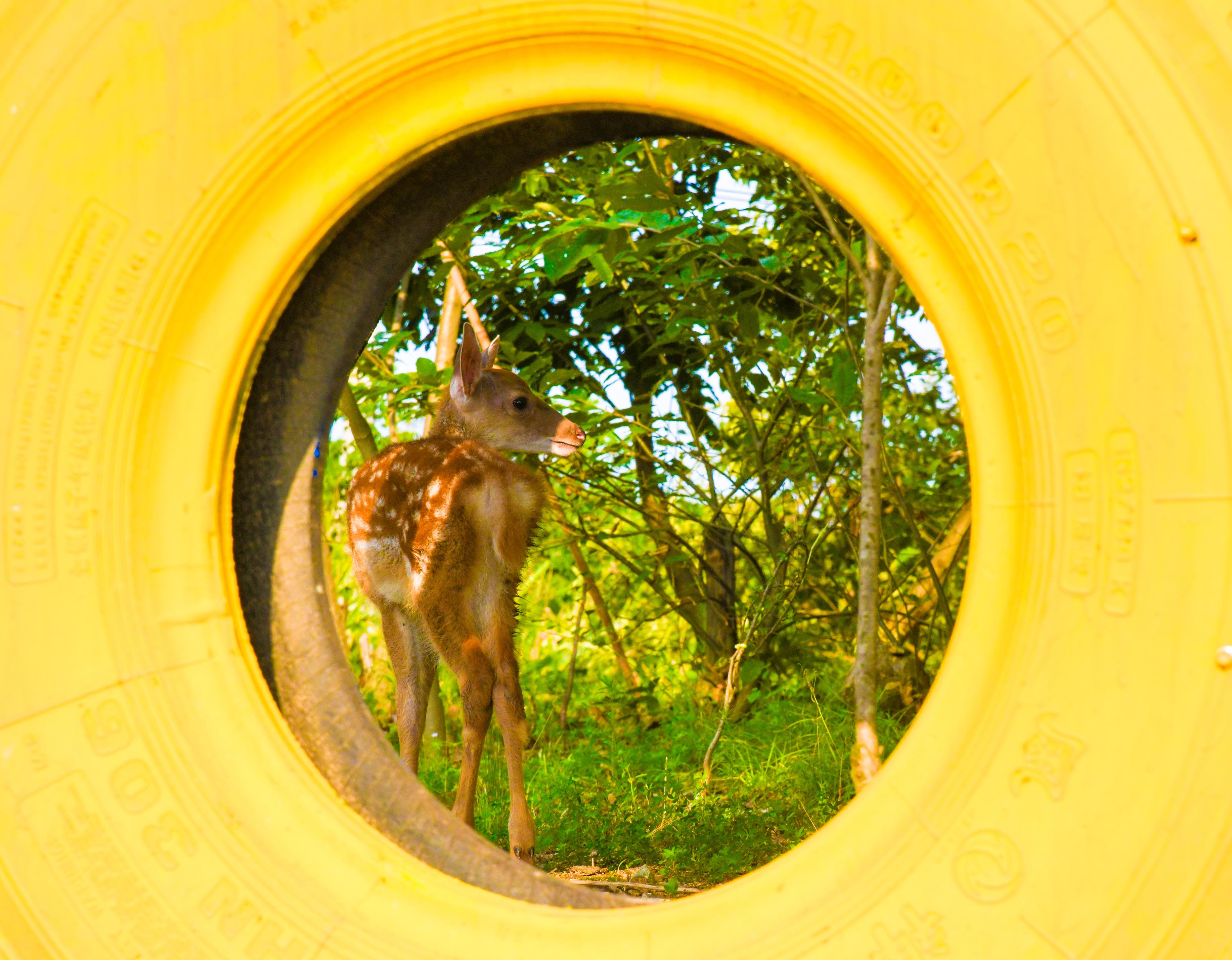 梅花鹿养殖产业助农致富奔小康,乡村季风梅花鹿养殖致富
