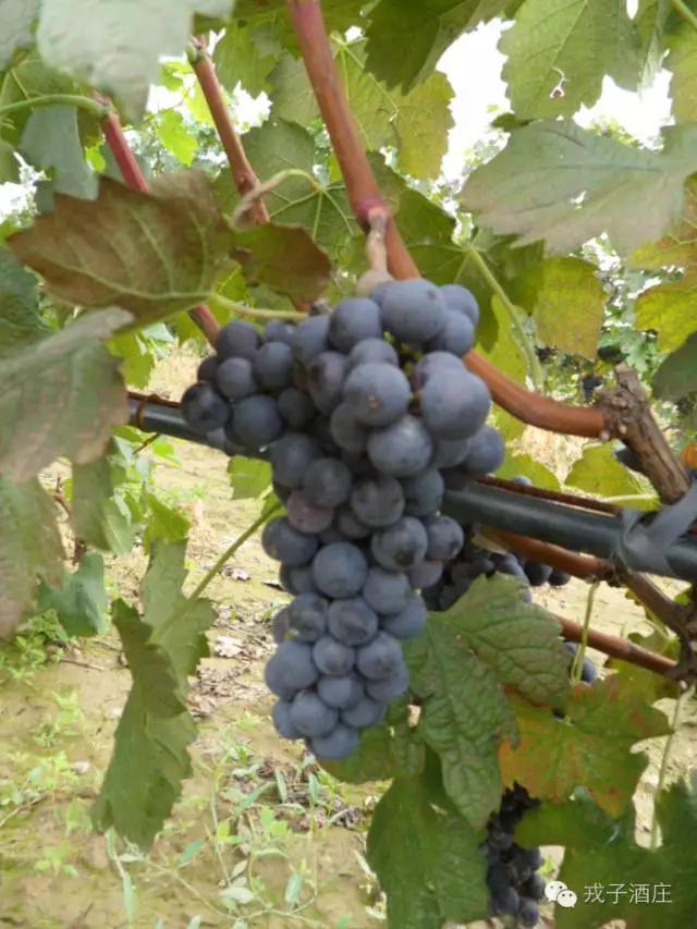 不忘初心继续前行方得始终,不忘初心继续前进攻坚克难