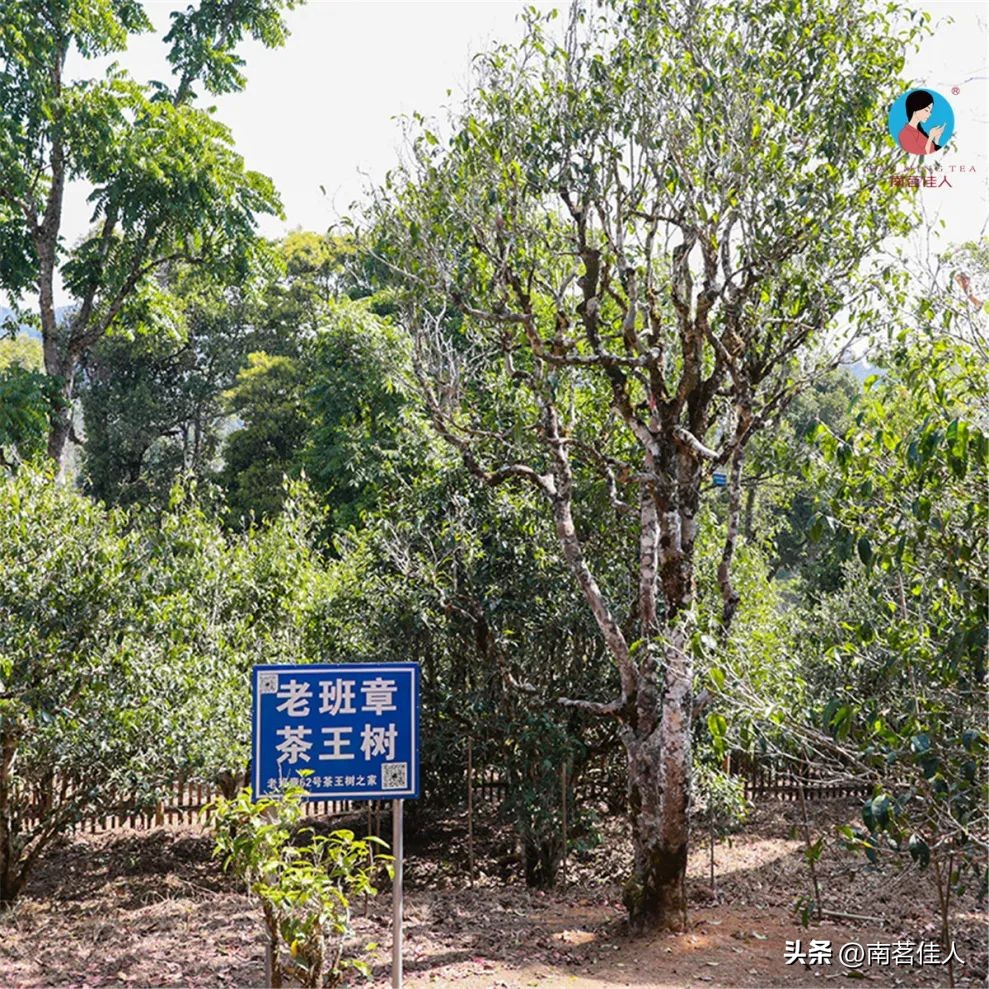 普洱茶一山一味什么意思啊,普洱一山一味是什么味