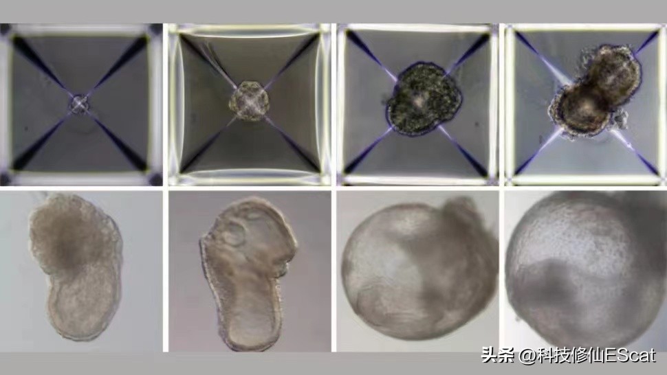 无需精子卵子，子宫，首个人造小鼠胚胎问世！自然繁衍能否淘汰？