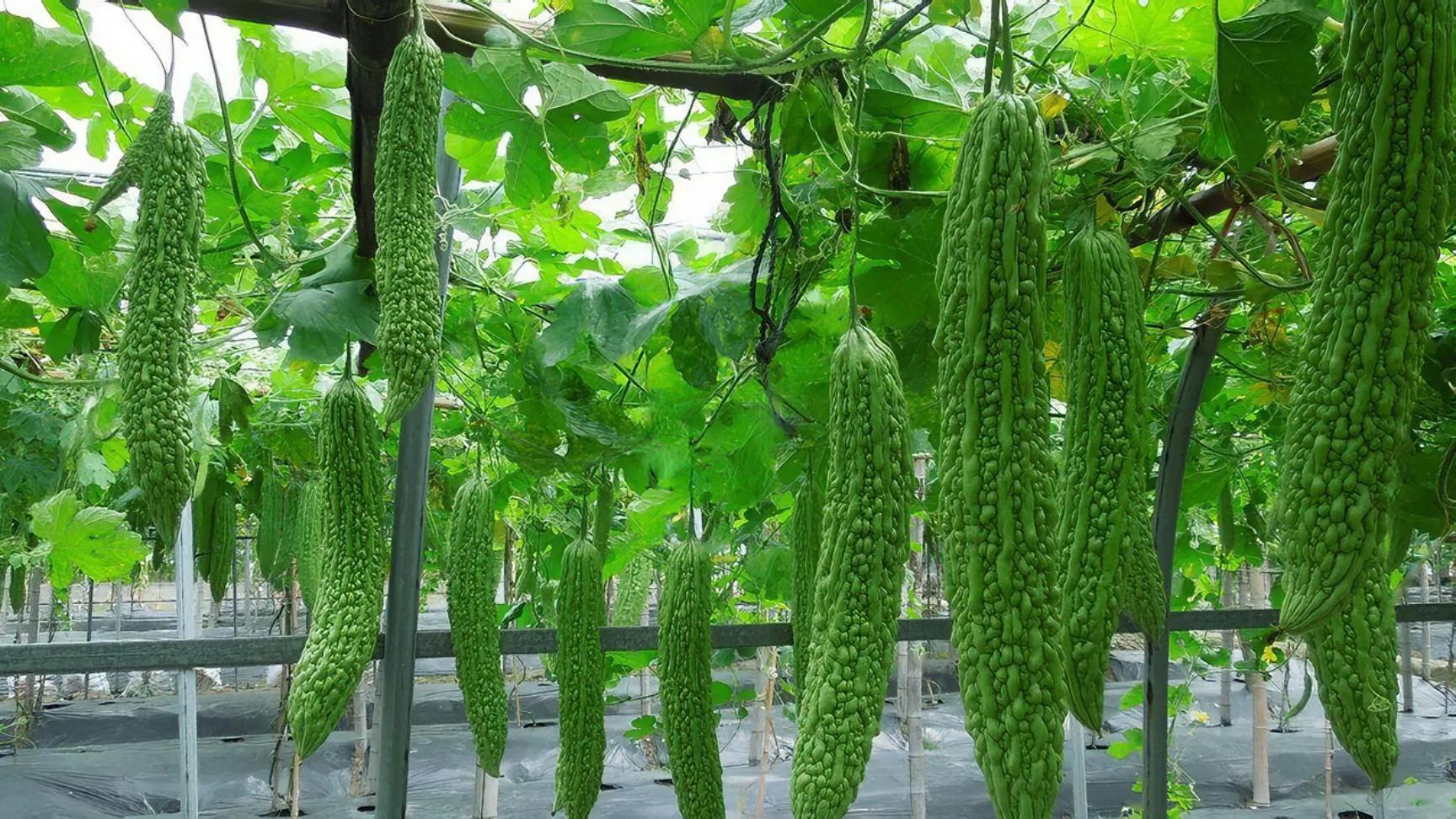 苦瓜的种植技术套种,苦瓜的种植技术和管理方法