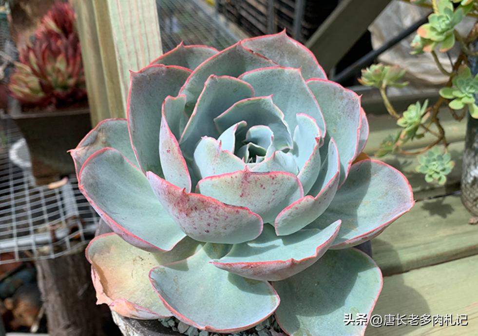 多肉达芬奇密码群生老桩,多肉达芬奇密码好养吗