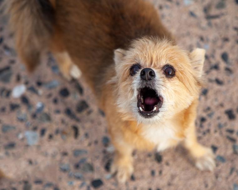 狗子对猫狂吼,狗子为什么吼其它狗子