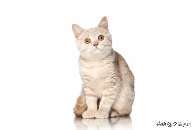 猫咪尿闭的几个原因,猫咪吃了化毛膏拉稀是什么原因