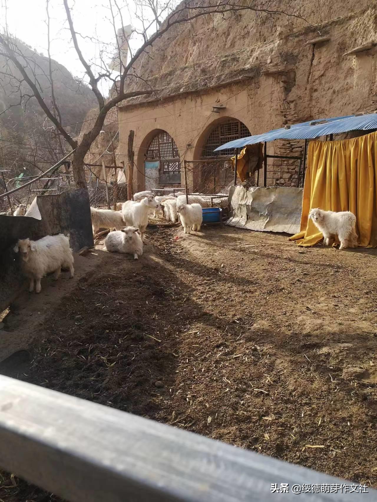 绥德田庄镇黄家洼村,黄家村方言