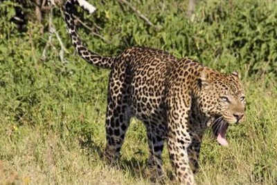 花豹捕获最大野猪,连老虎都不怕的野猪为什么怕花豹