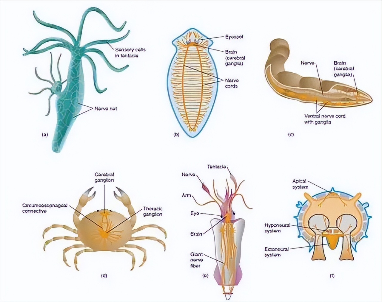 拥有三颗心脏、九个脑袋，章鱼为何沦落成了烧烤摊美味担当？