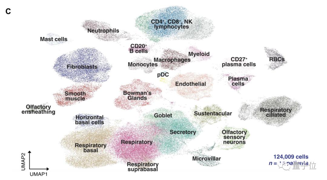 新冠后丧失嗅觉的关键原因找到了,新冠丧失嗅觉是怎么回事