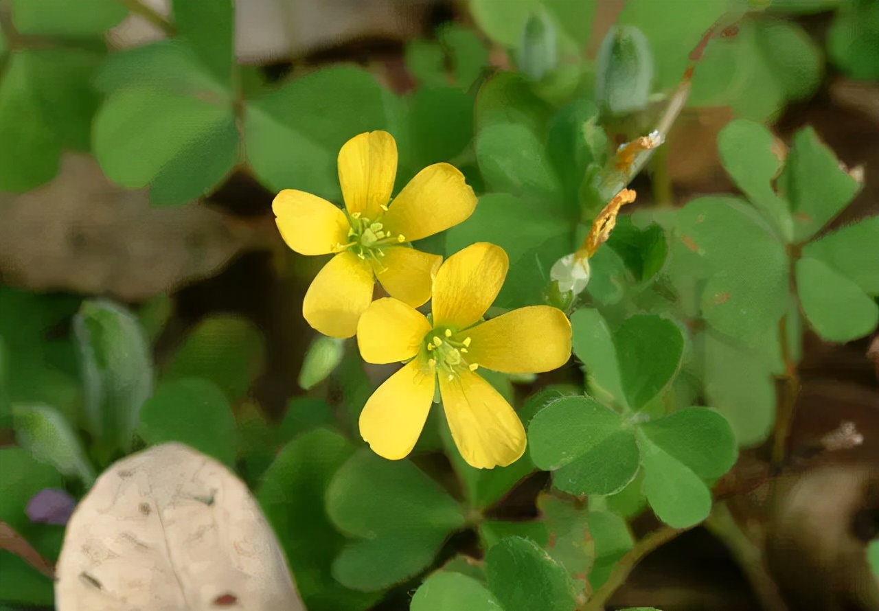 公园路边植物图片,路边的小植物有哪些