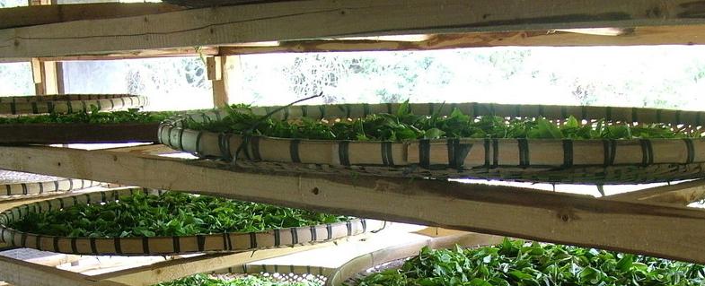 福州茉莉花茶七步制茶工艺,顶级茉莉花茶制作