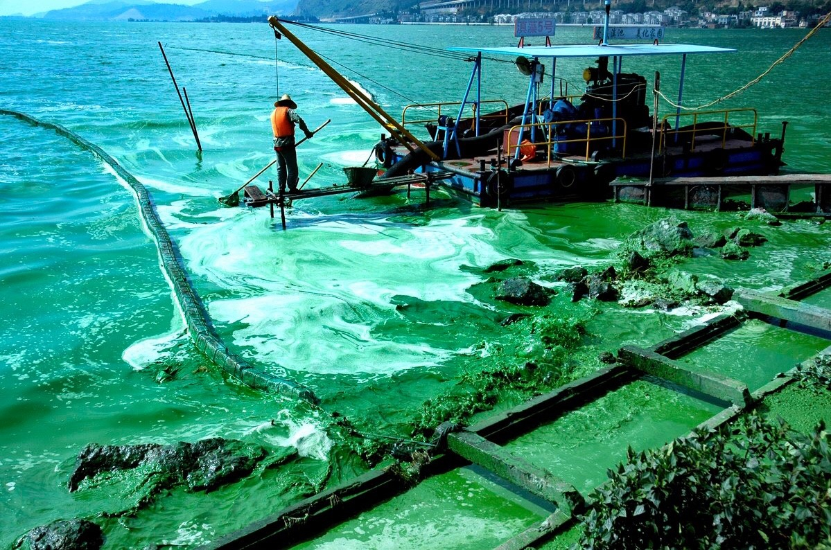 昆明滇池臭湖,滇池到底怎么样了