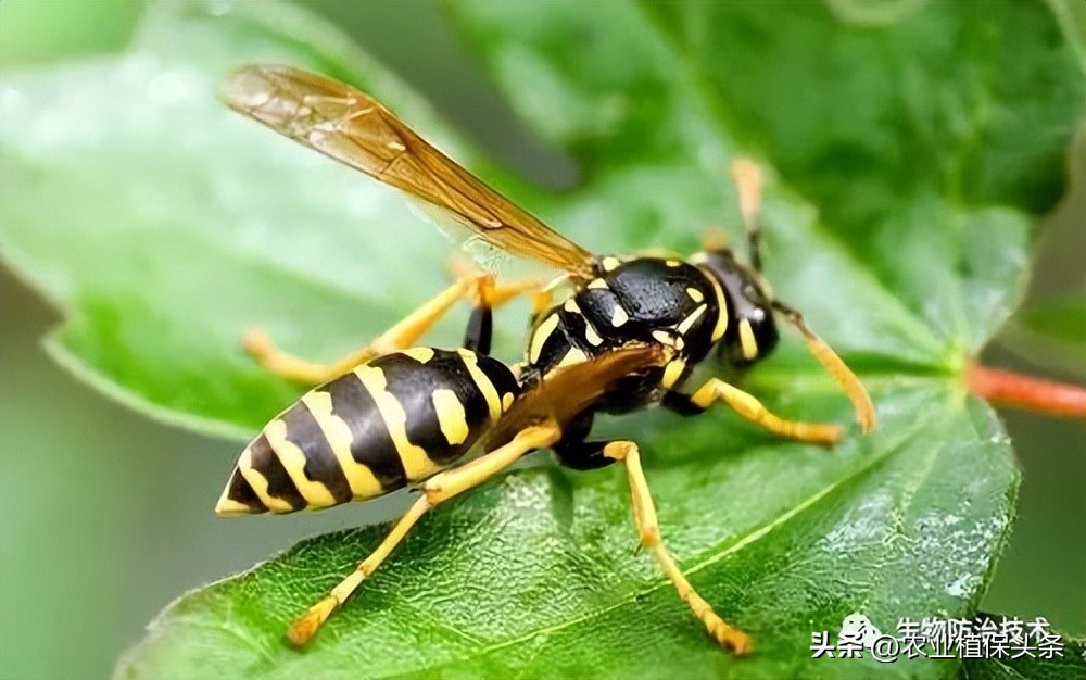 螨类害虫的农业防治措施,农业昆虫与害虫防治