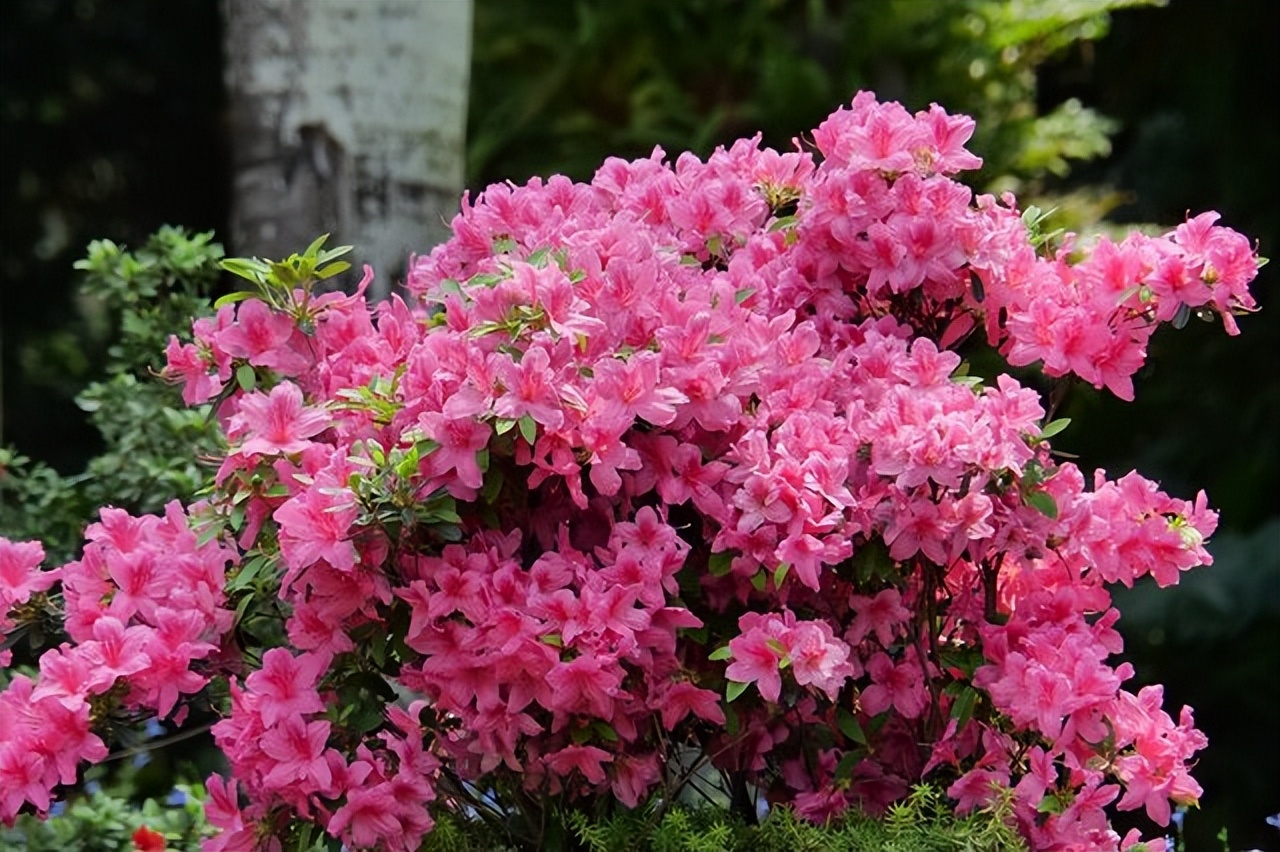 中国各地的市花一览表,中国城市的市花最多的是