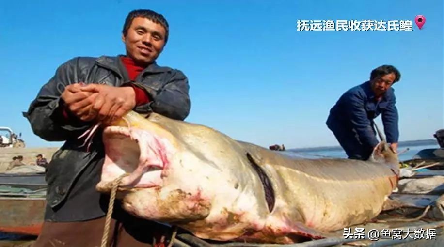 黑龙江渔民捉到150斤大鱼,浙江渔民捕获150斤大鱼