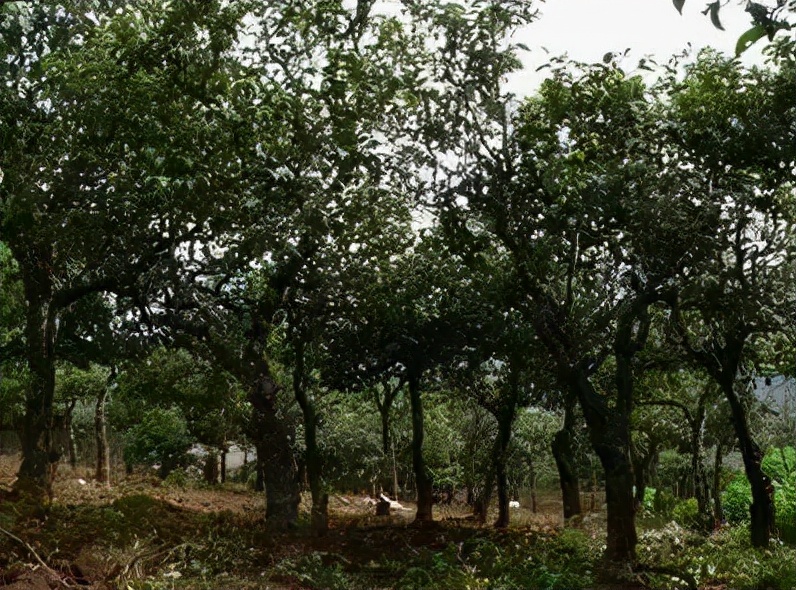 普洱茶记录,云南普洱茶的六大茶山