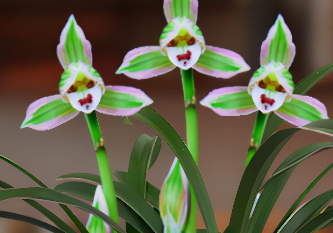 带一点金边的兰花是什么品种,叶宽且带金边的兰花