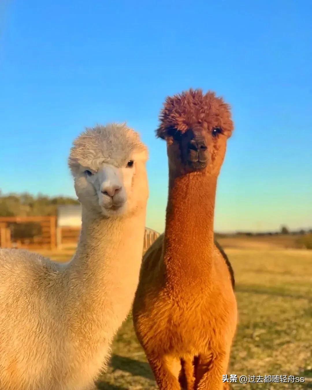 孜孜矻矻和勤勤恳恳成语辨析,矻矻的成语