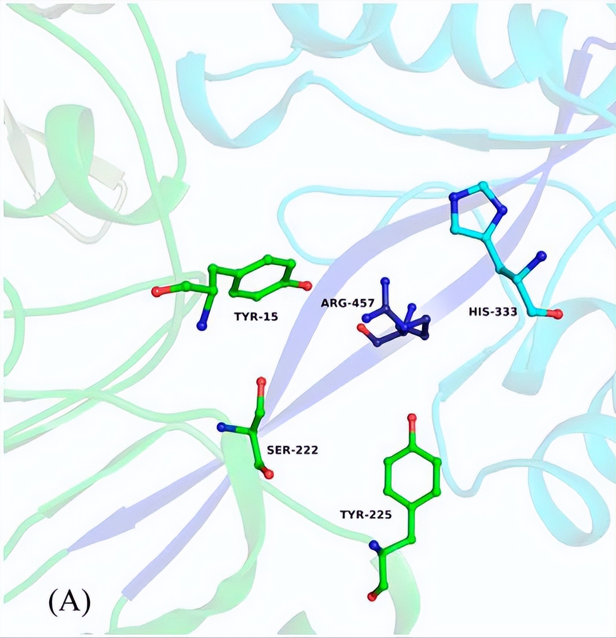 唾液酸与杜克雷嗜血杆菌周质结合蛋白之间相互作用的分子特征