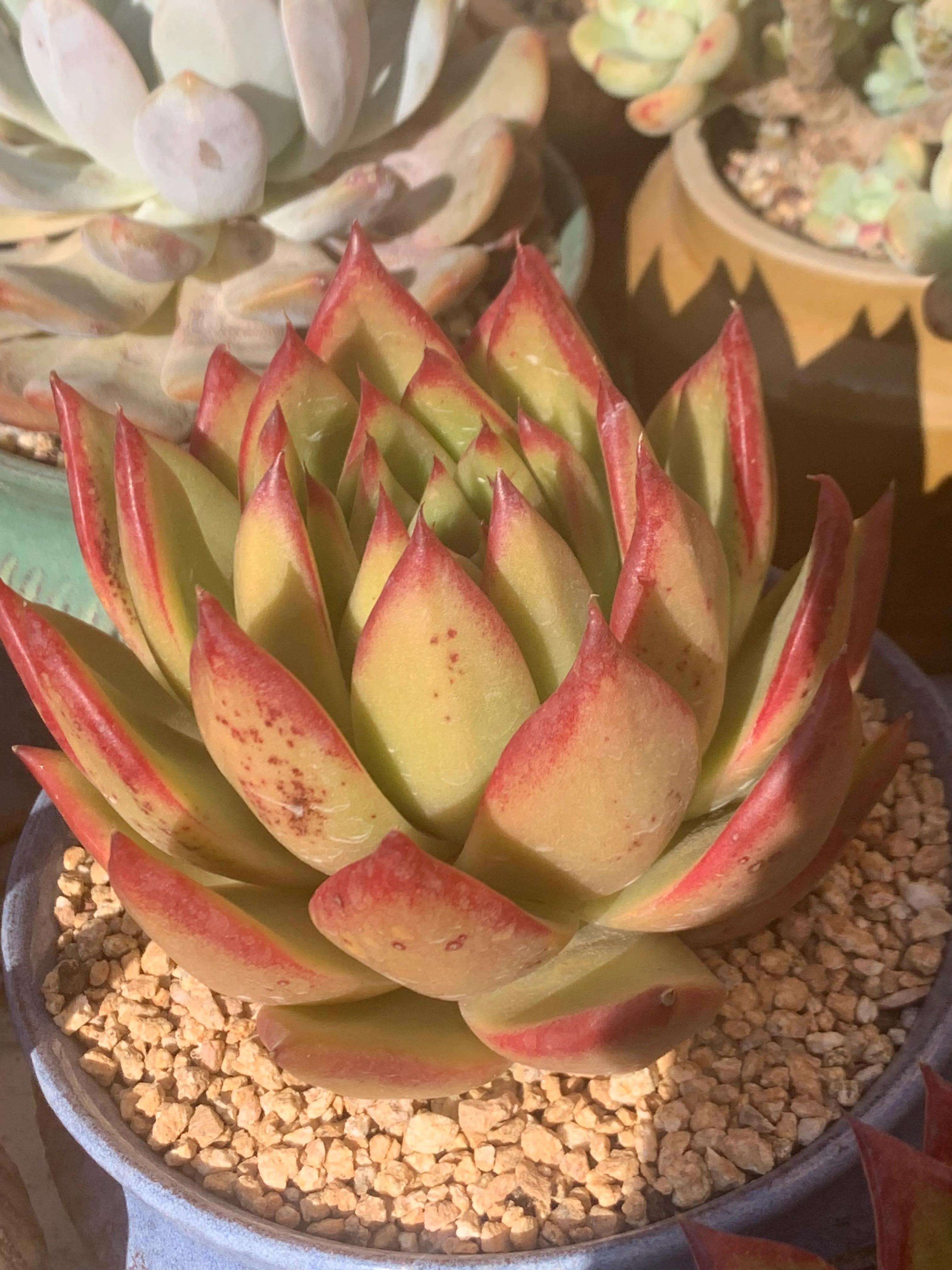 口红给你带来的魅力,口红的魅力无限