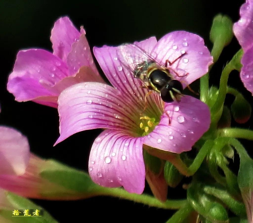 酢浆草黄色大花,类似酢浆草的野花叫什么