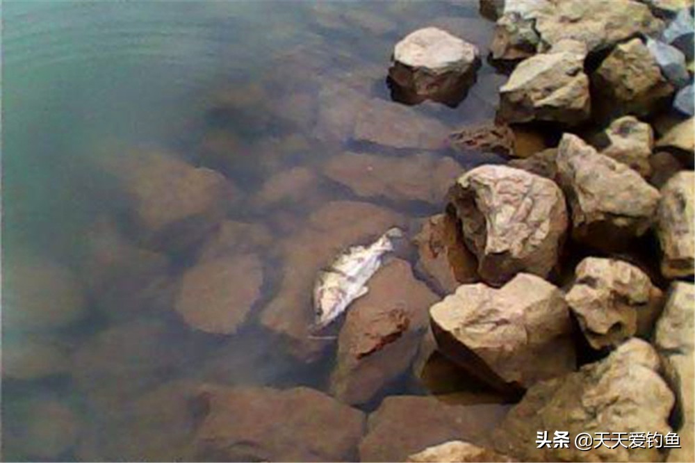 夏天野钓找鱼窝最佳方法,野钓该怎么找鱼窝最好