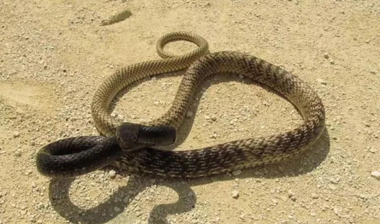 吉林农妇救了一条蛇,吉林农妇救毒蛇同吃同住12年