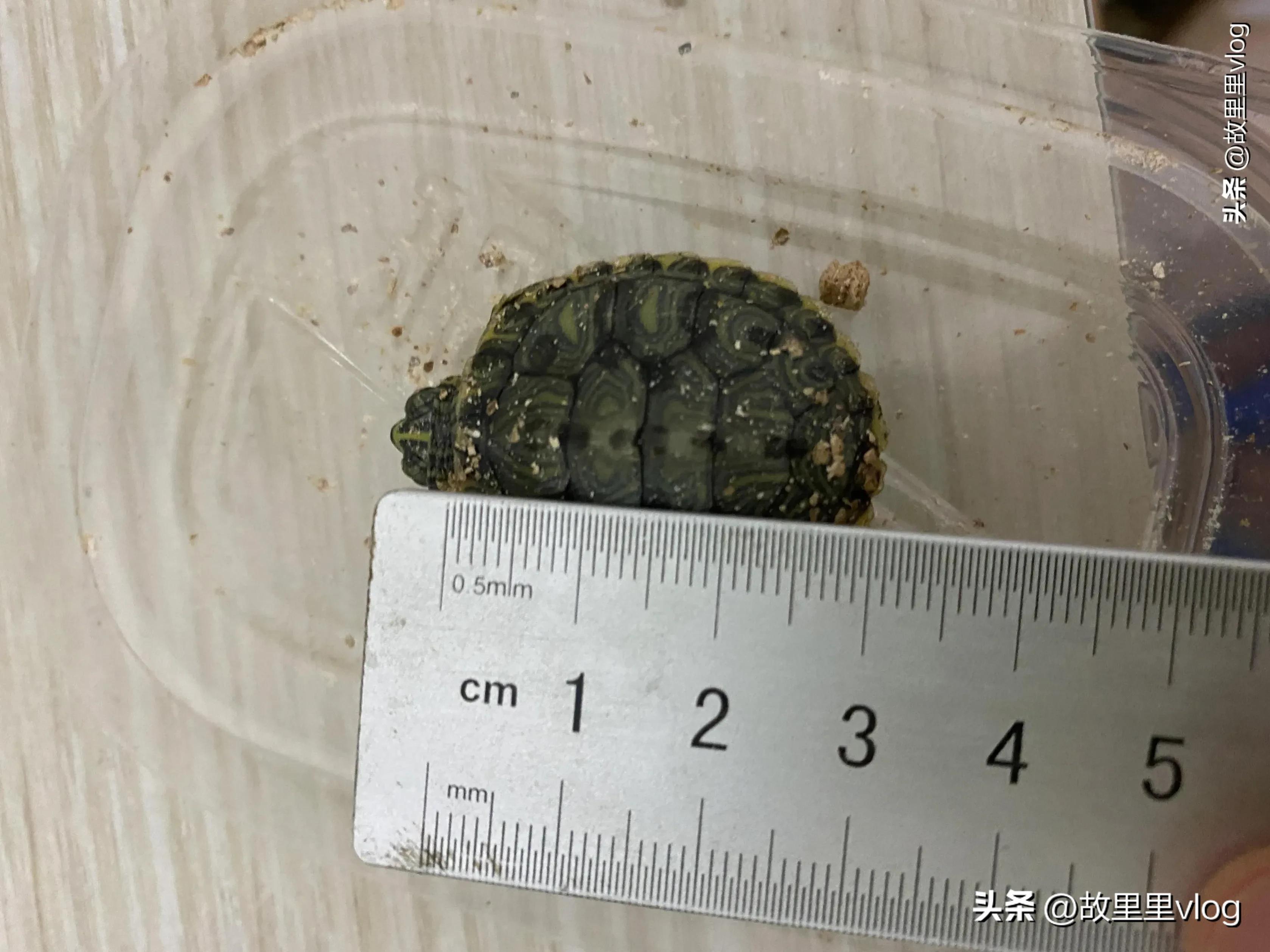 买了两只小乌龟现在长得特别大,乌龟长到几厘米开始生蛋