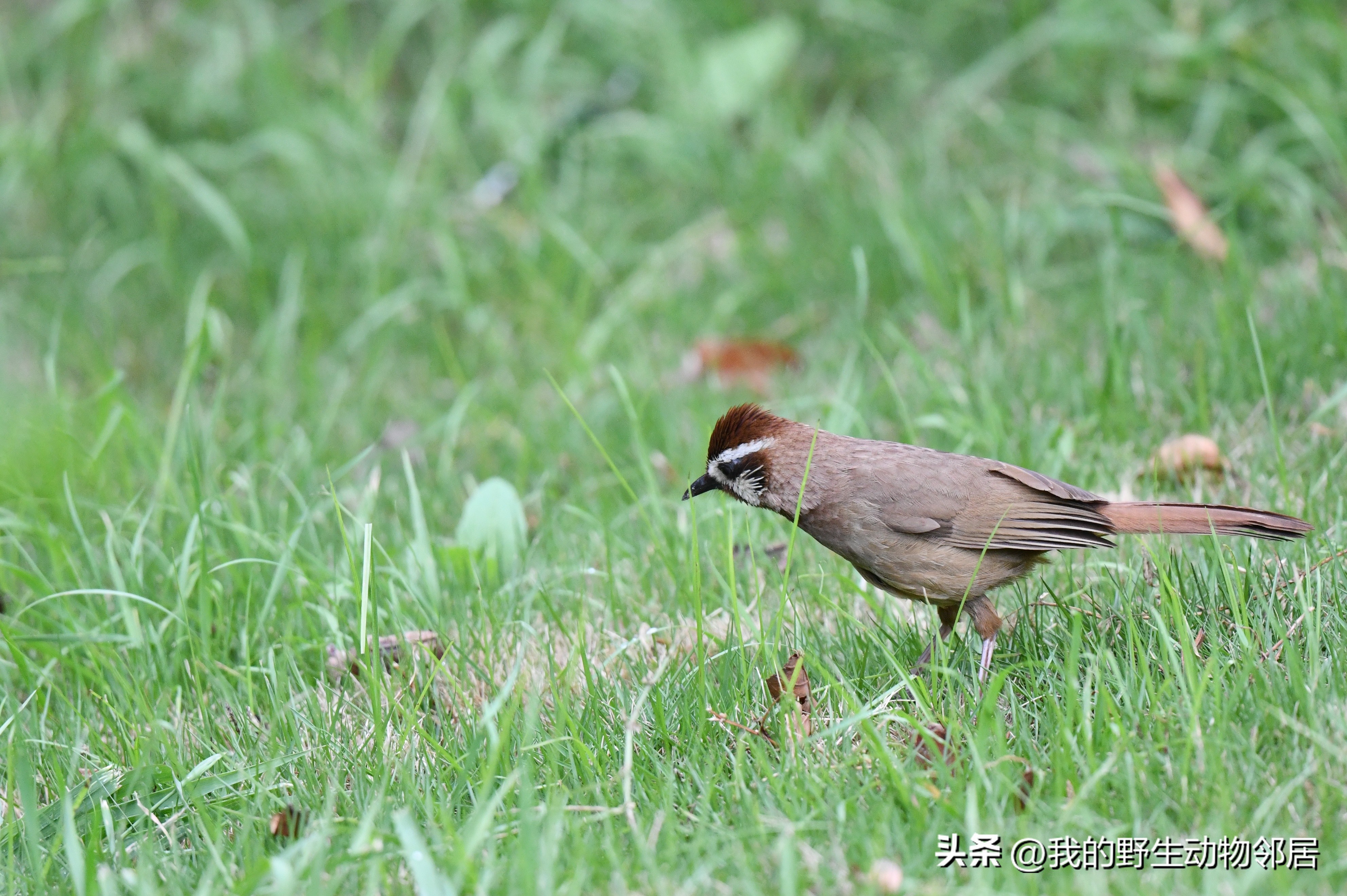 上海野生动物园百鸟园,上海野生鸟类种类有多少