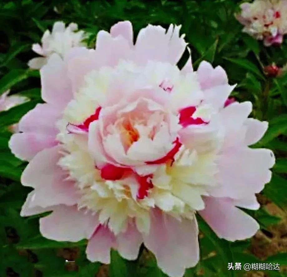 赏心悦目的花朵，风采万千，千姿百态，魅力无限，太美了