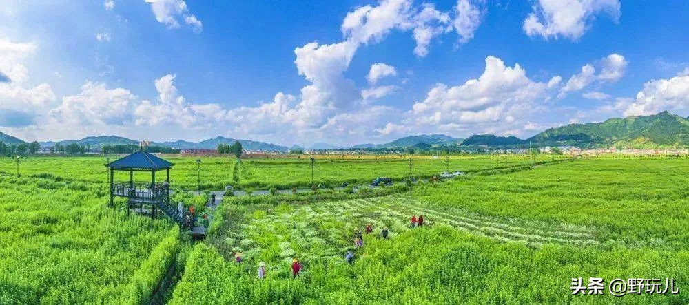 端午艾草怎么找,端午节艾草可以挂在哪里