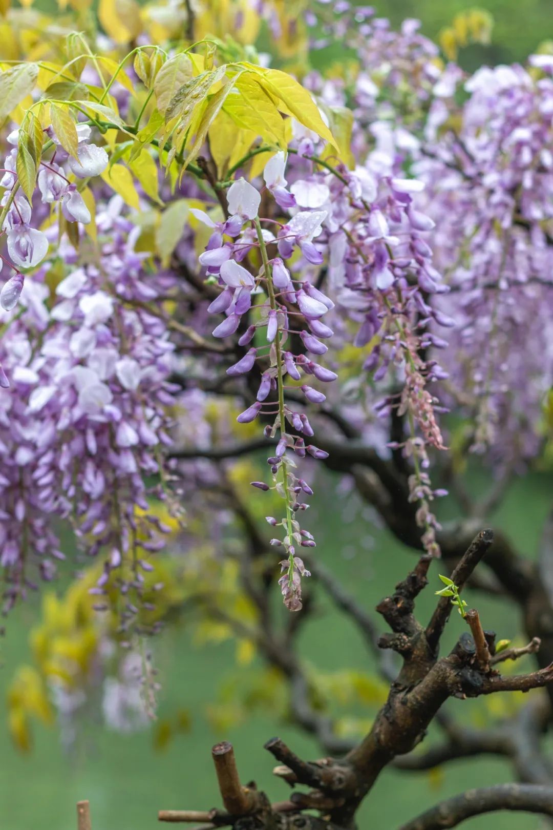 听我的，四月的杭州才是浪漫天花板。