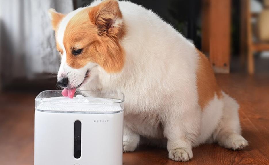 狗狗尿路感染还吐是怎么回事,小狗狗尿路感染吃多少消炎药