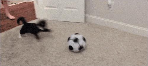 养猫咪可以降低多种疾病的发病率,听说养猫咪久了会有这9种病