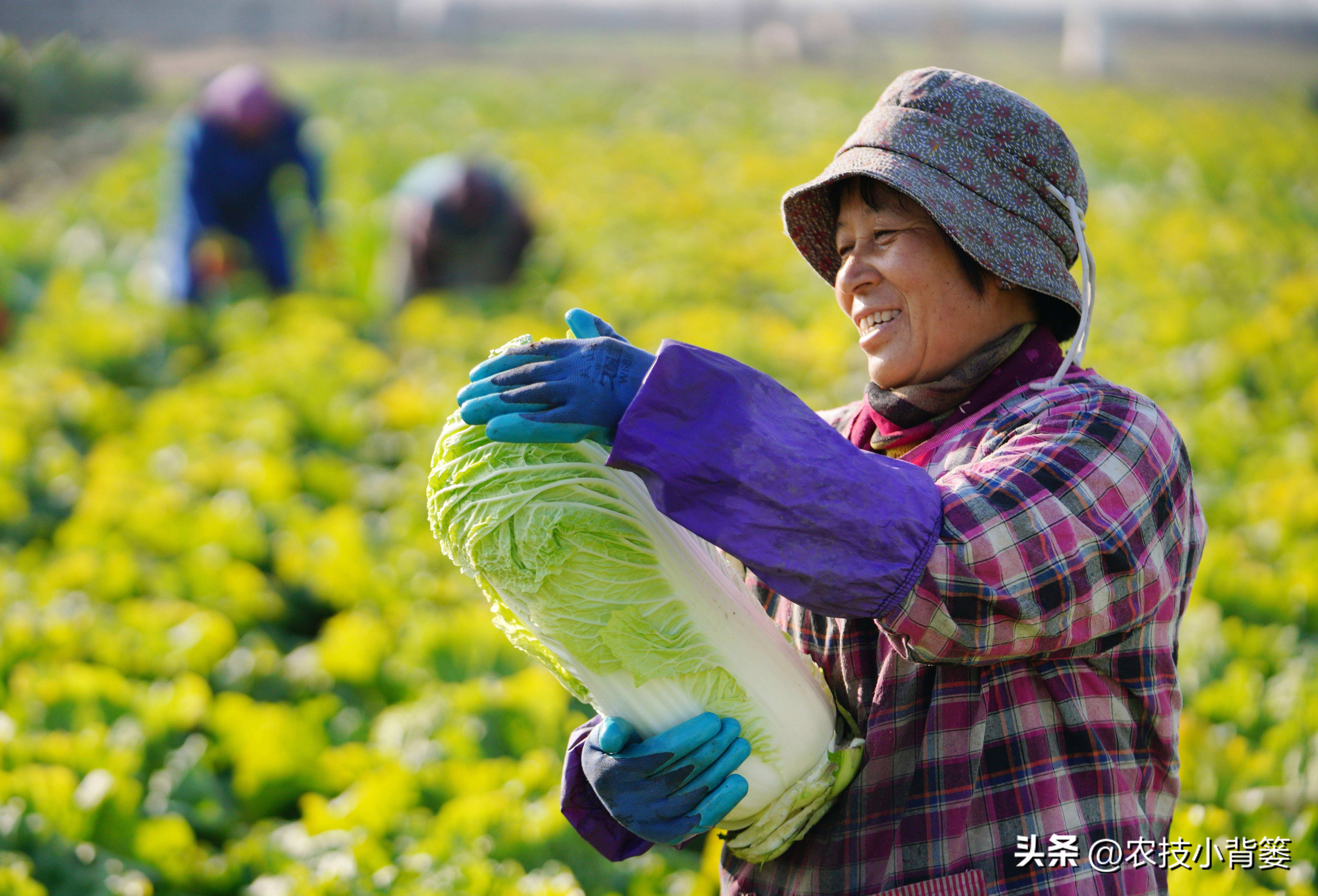 怎么种大白菜才高产,怎么种大白菜高产