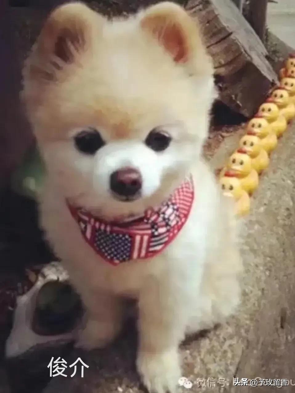 狗的种类常见宠物狗的品种及特点,宠物狗种类及特点