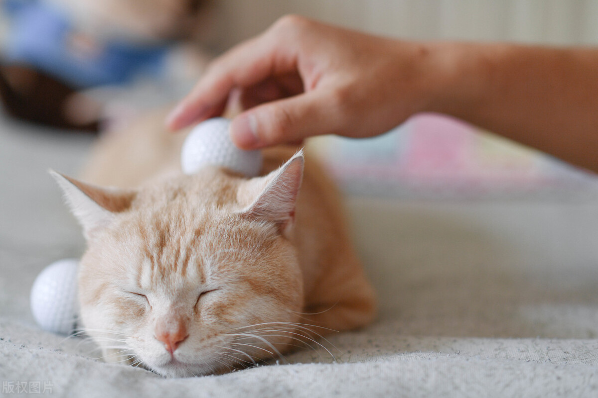 撸猫总被挠,撸猫时被猫爪抓破