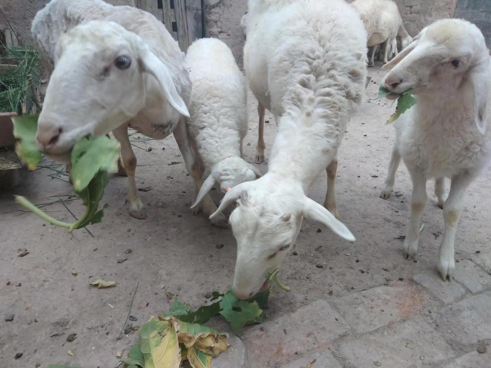 投资养羊场前景,头一年养羊怎么建设羊舍经济划算