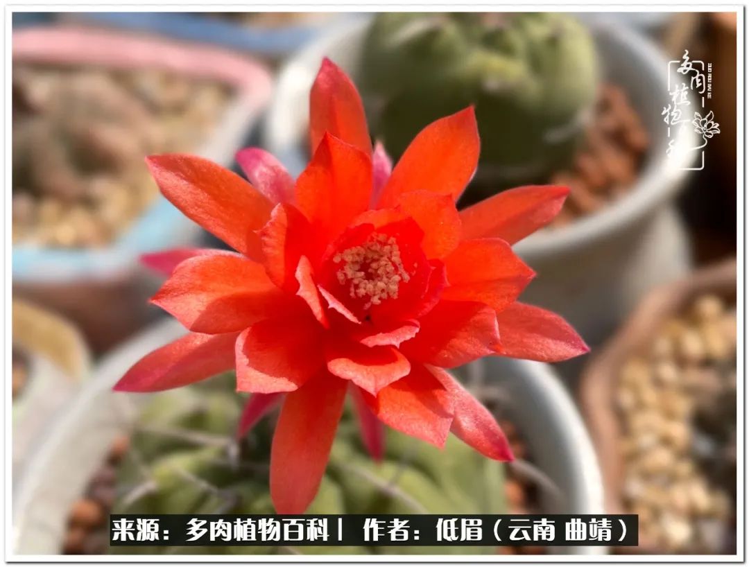 养了8年的多肉,养了七年多肉