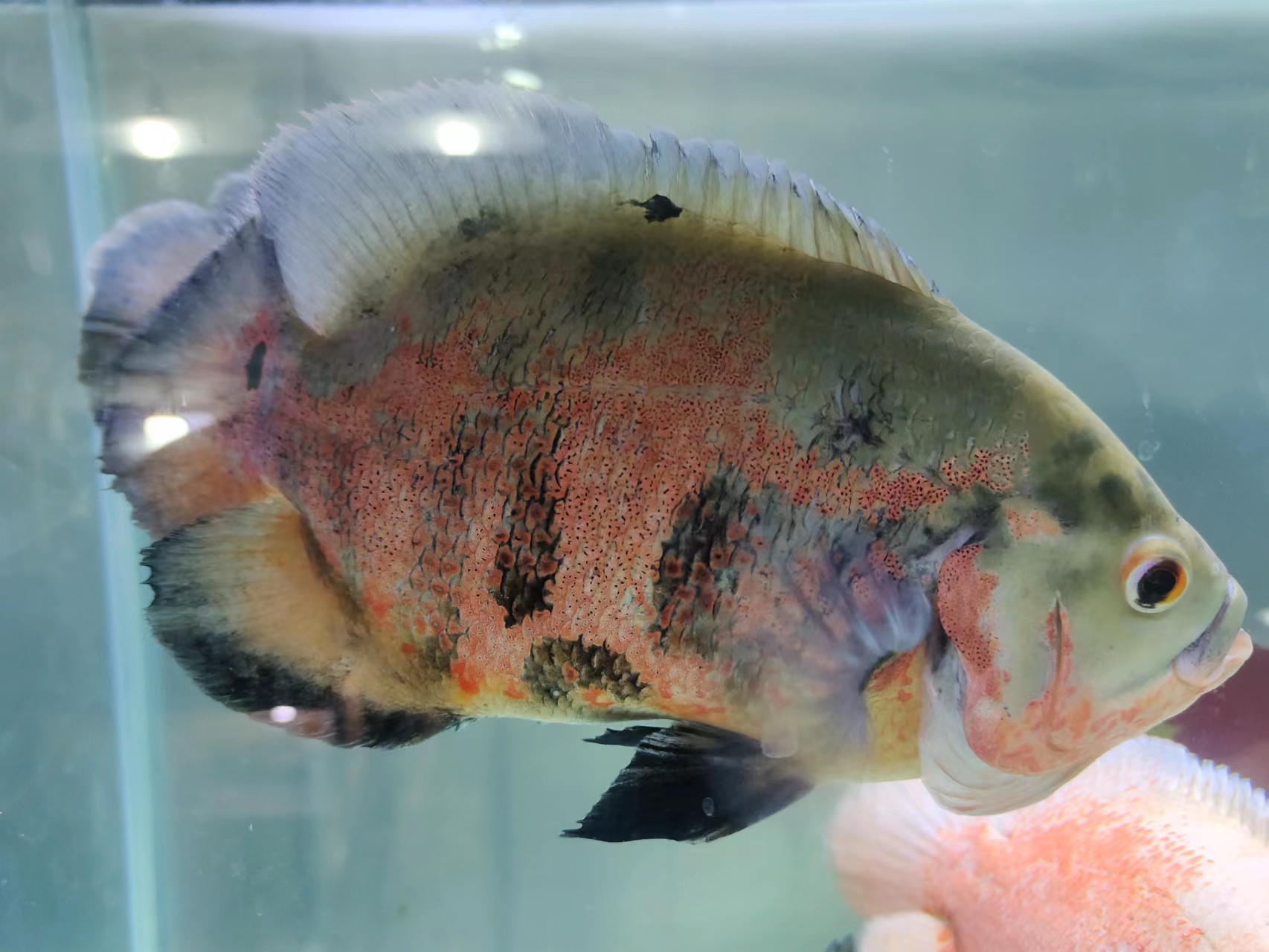 地图鱼间歇性窜缸急躁,地图鱼能爆缸吗