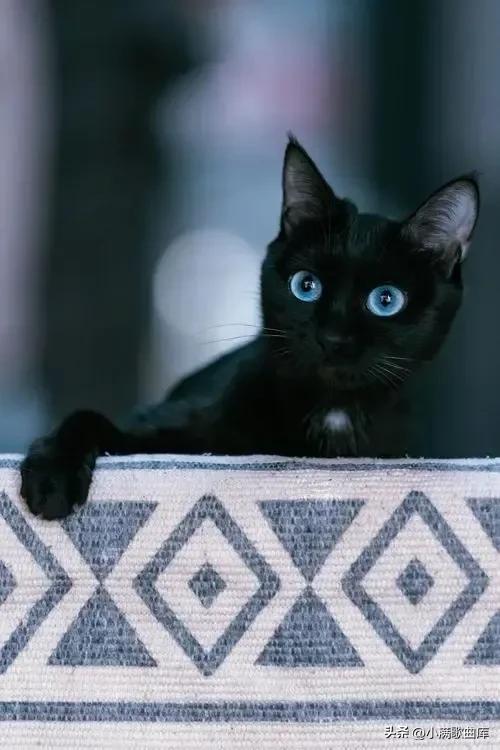 黑猫在中国象征着什么,黑猫象征死亡