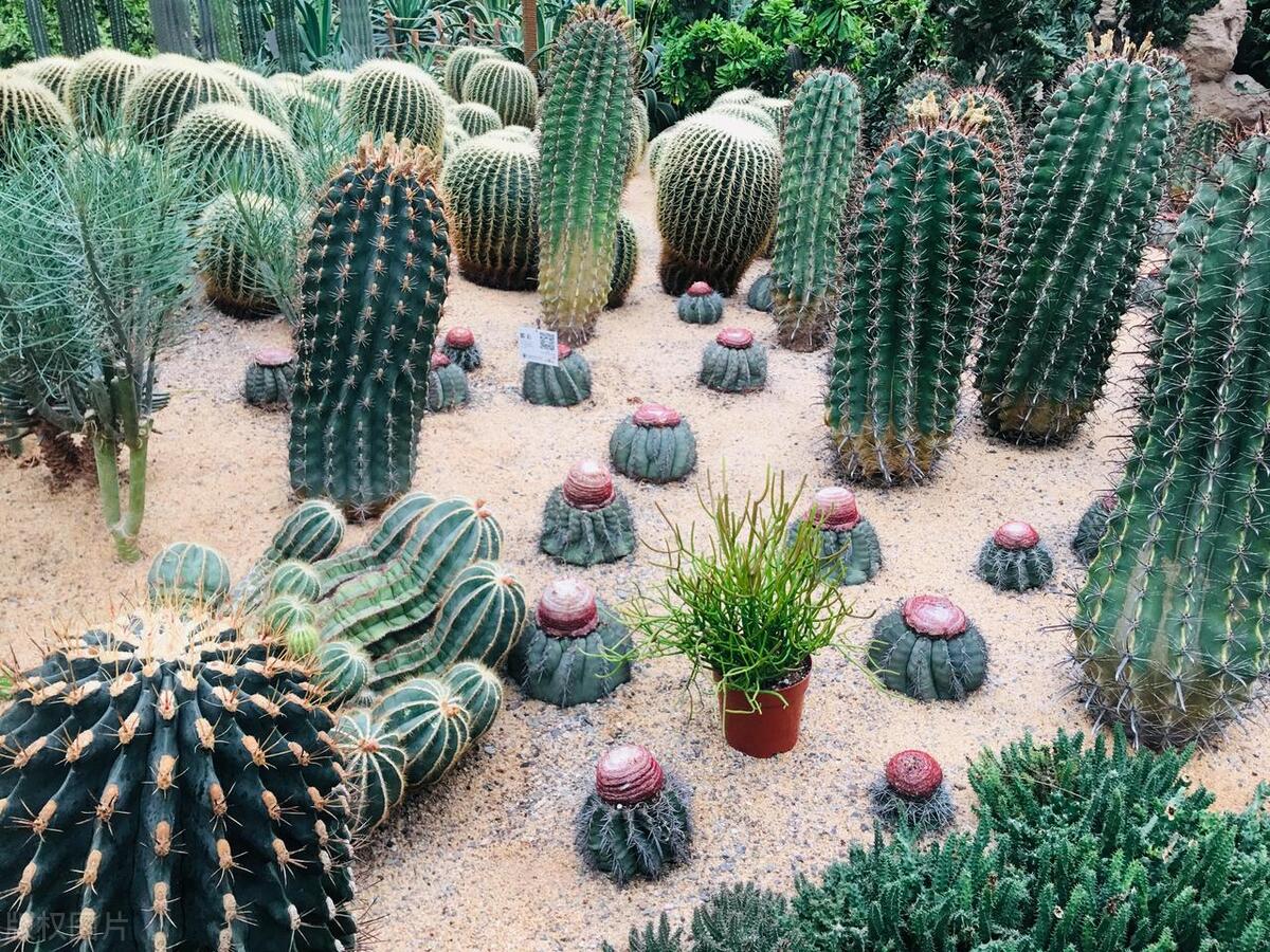 北京在哪可以观赏牡丹,北京赏牡丹的公园有哪些